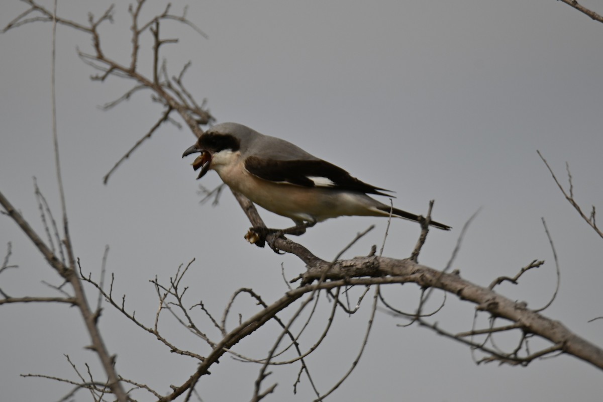 Lesser Gray Shrike - ML619714552