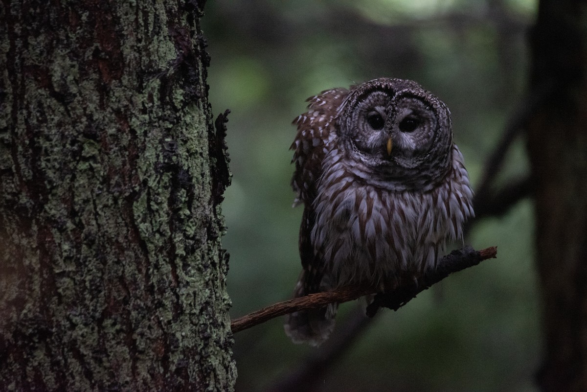 Barred Owl - Philippe Hénault