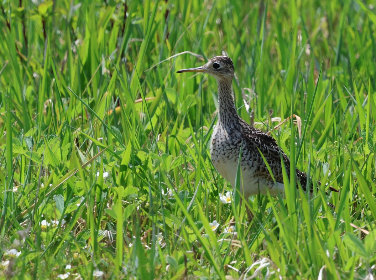 Upland Sandpiper - ML619714628