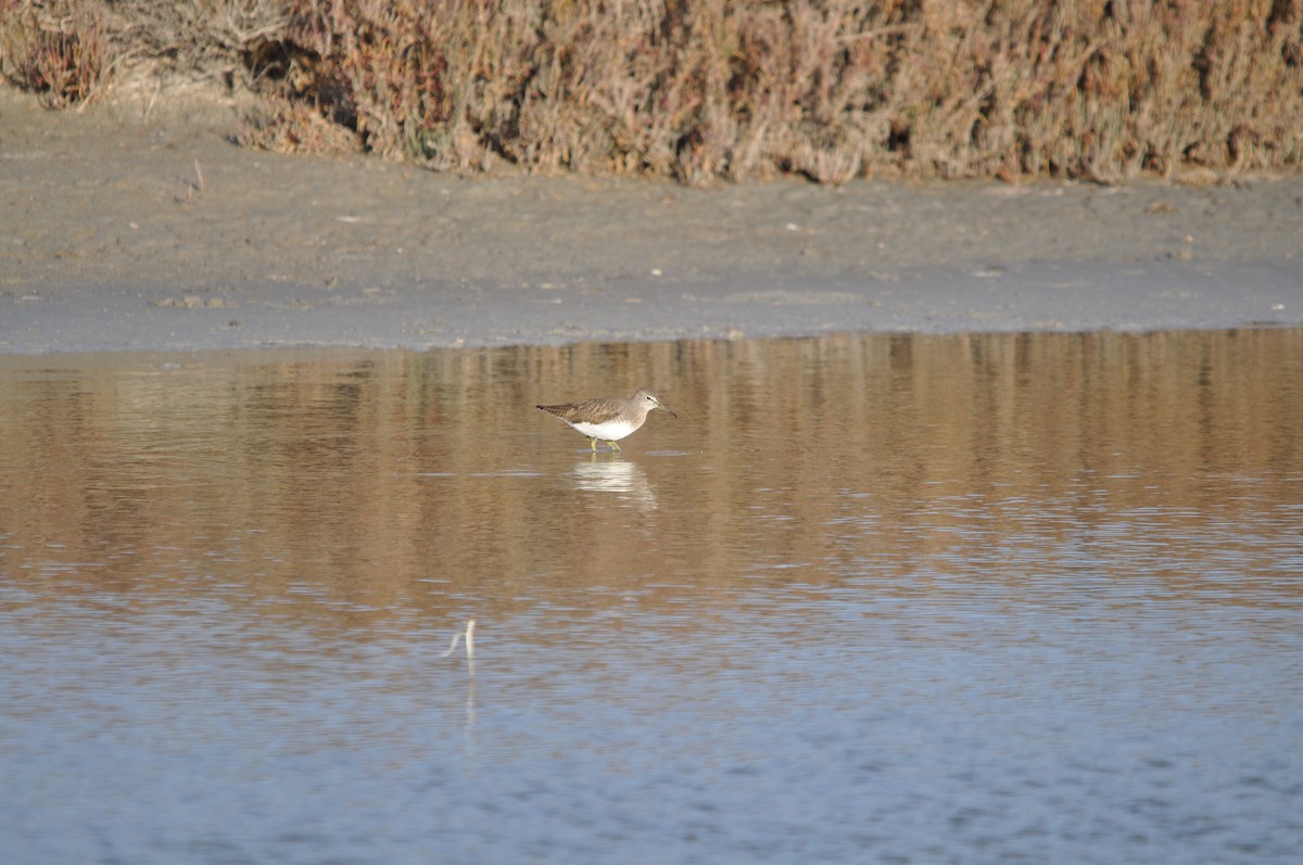 Chevalier cul-blanc - ML619714641