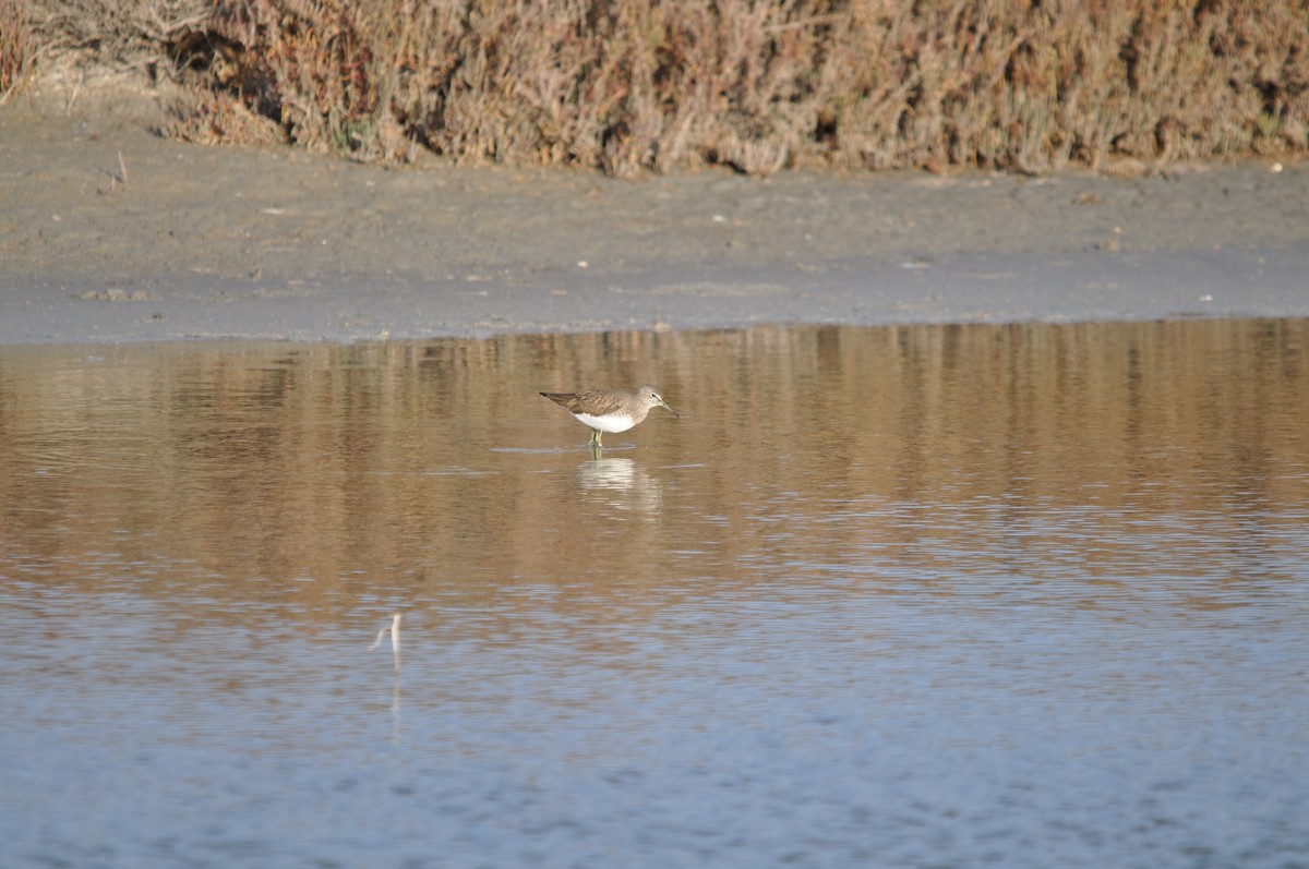 Green Sandpiper - ML619714642