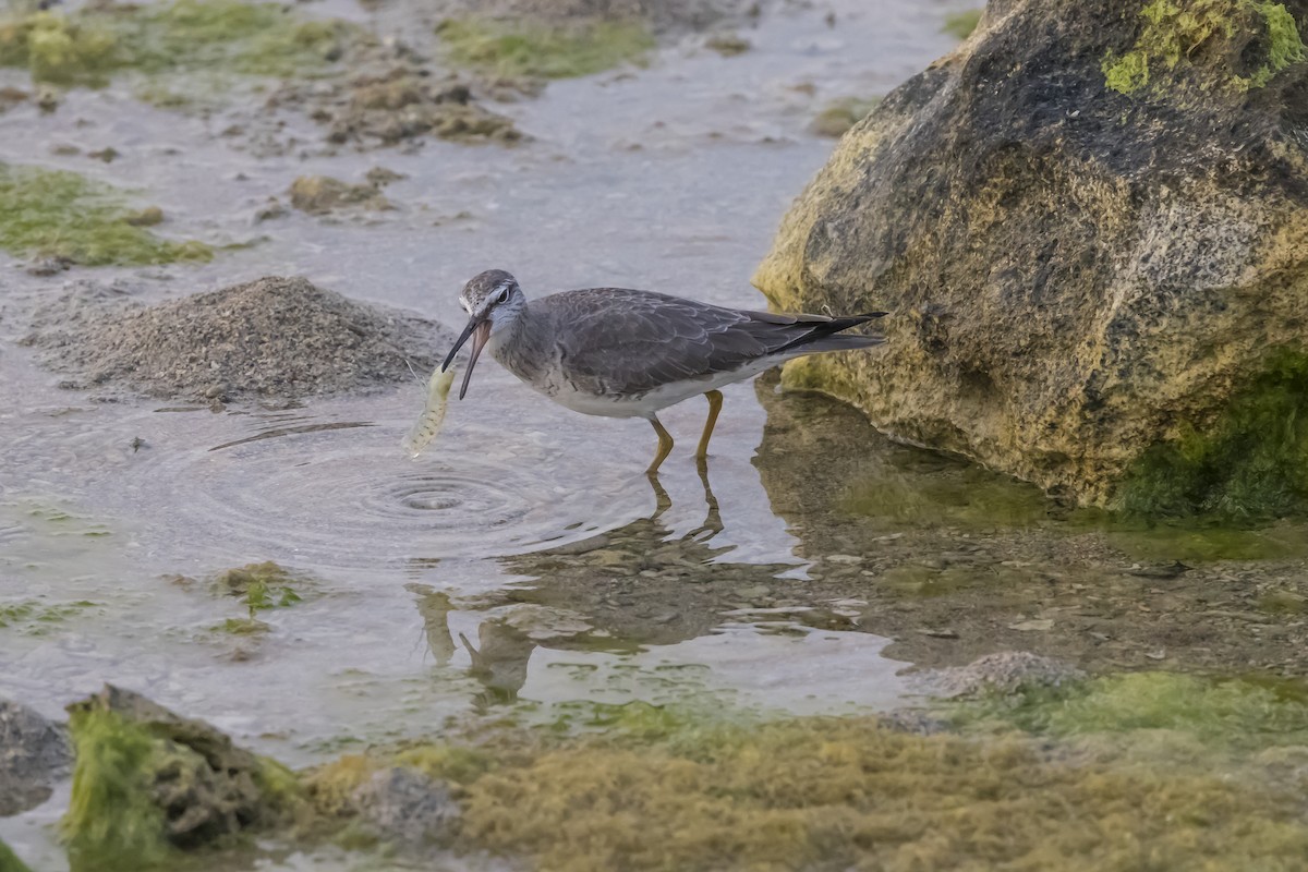 Gray-tailed Tattler - ML619714659