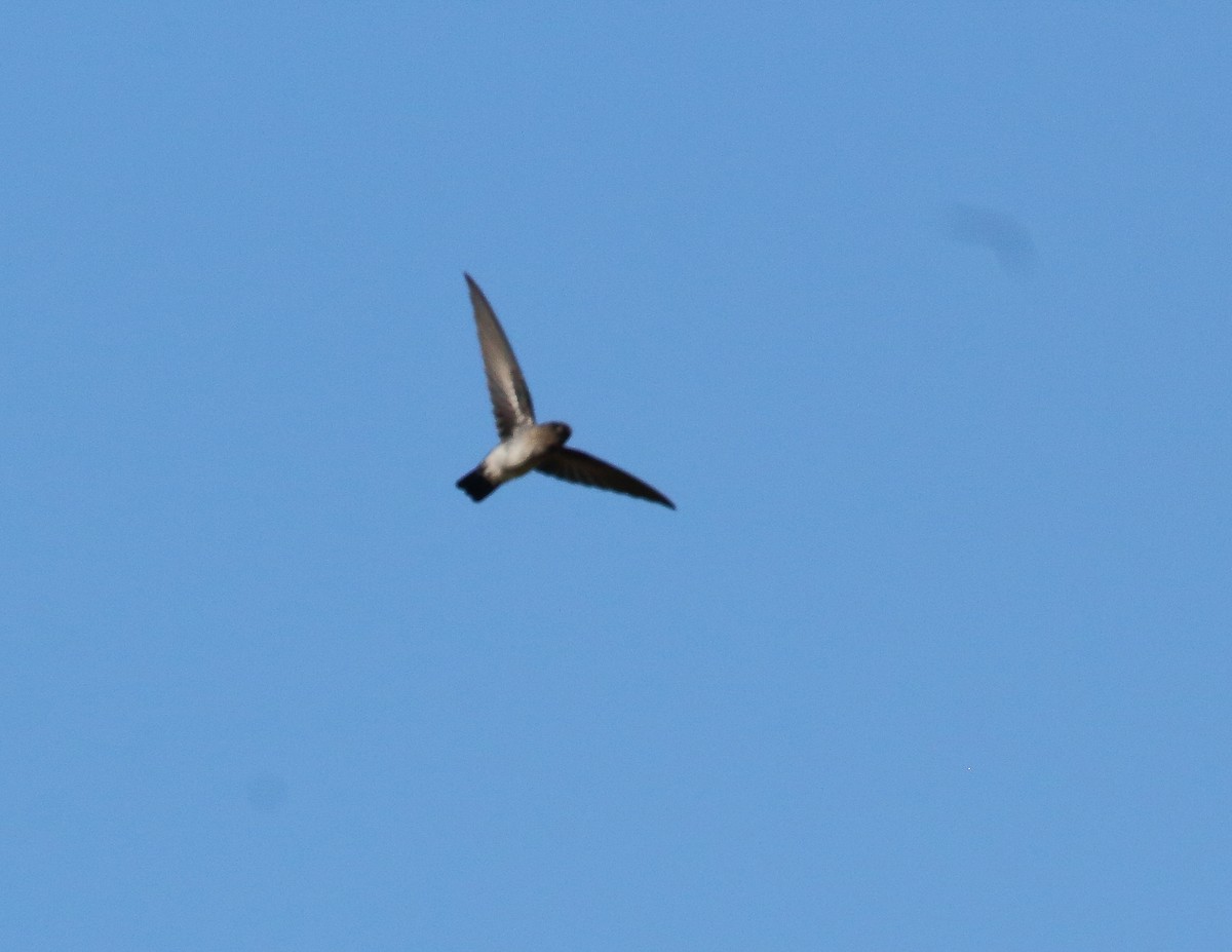 Drab Swiftlet - ML619714664