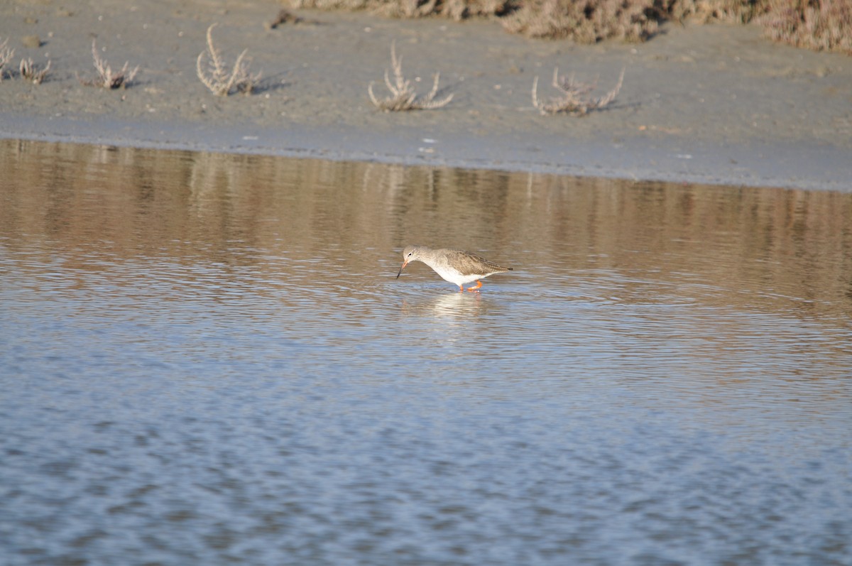 Common Redshank - ML619714670