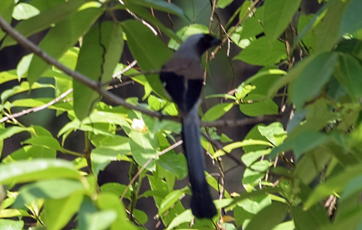 Gray Treepie - ML619714676