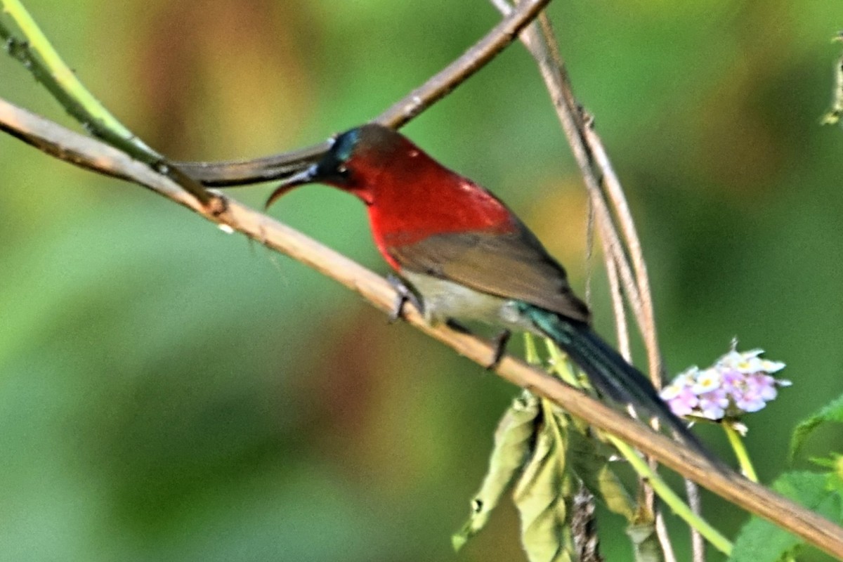Crimson Sunbird - ML619714714