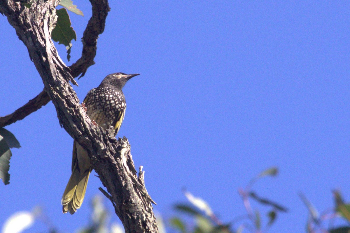 Regent Honeyeater - ML619714720