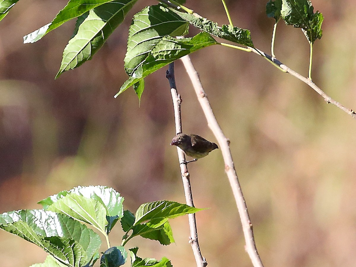 Thick-billed Flowerpecker - ML619714729