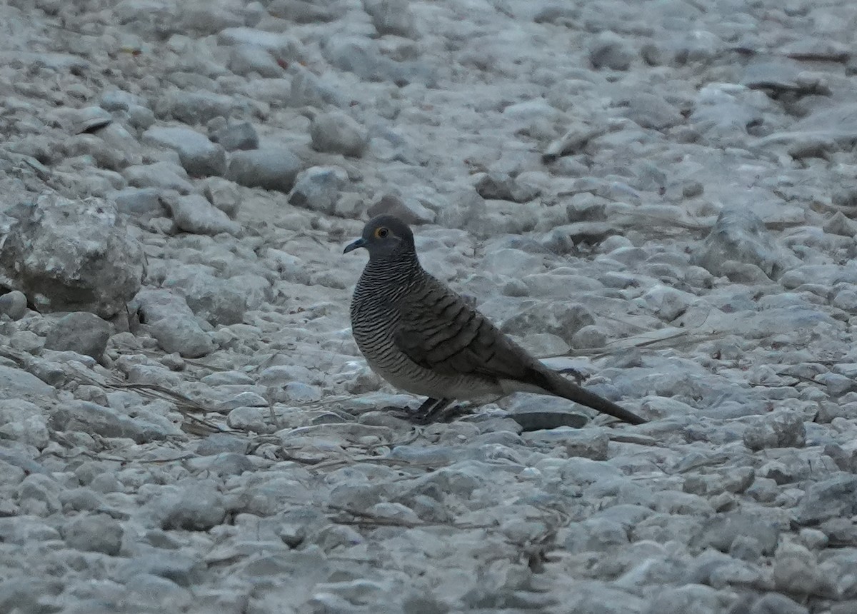 Barred Dove - Sandy Gayasih