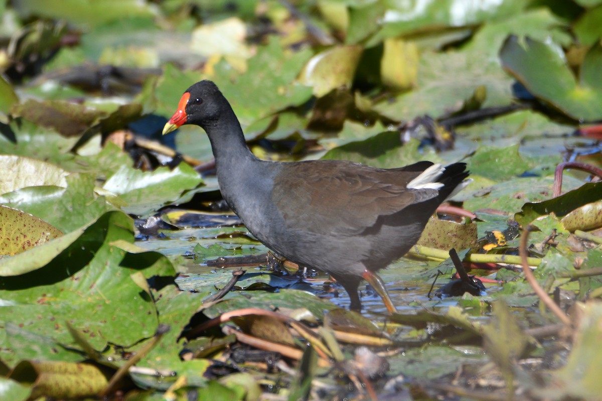 Dusky Moorhen - Peter & Shelly Watts