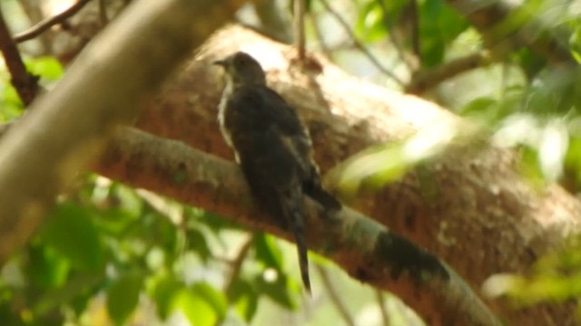 Common Hawk-Cuckoo - ML619714752