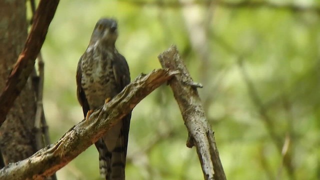 Common Hawk-Cuckoo - ML619714759