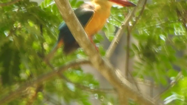 Stork-billed Kingfisher - ML619714769