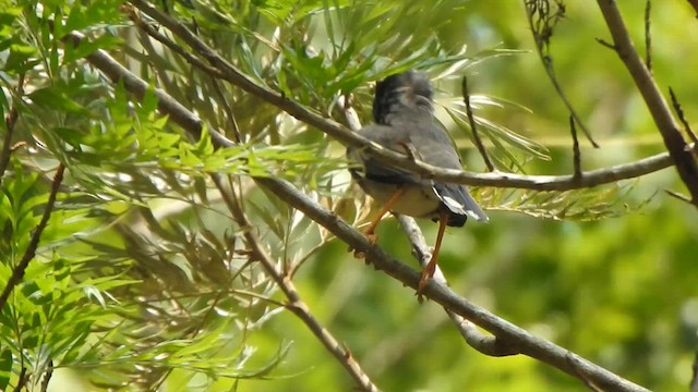 Jungle Myna - ML619714771