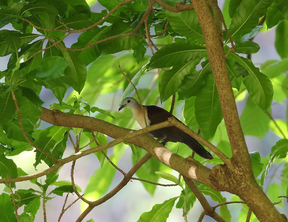 Wetar Ground Dove - ML619714776