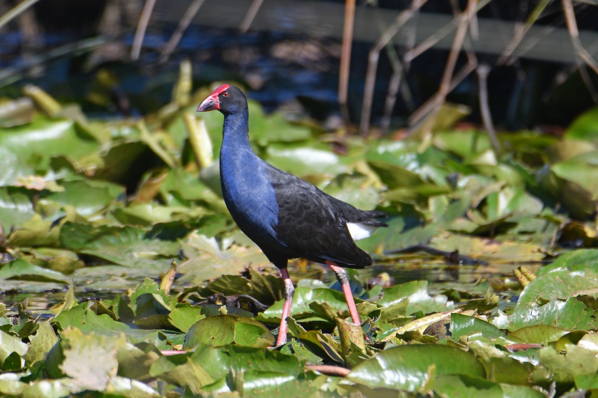 Australasian Swamphen - ML619714781