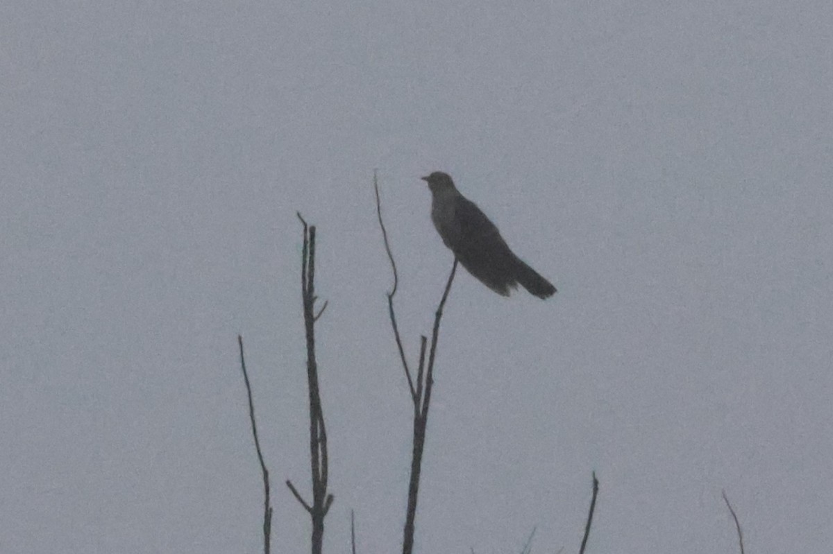 Oriental Cuckoo - ML619714792