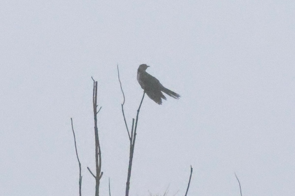 Oriental Cuckoo - ML619714794