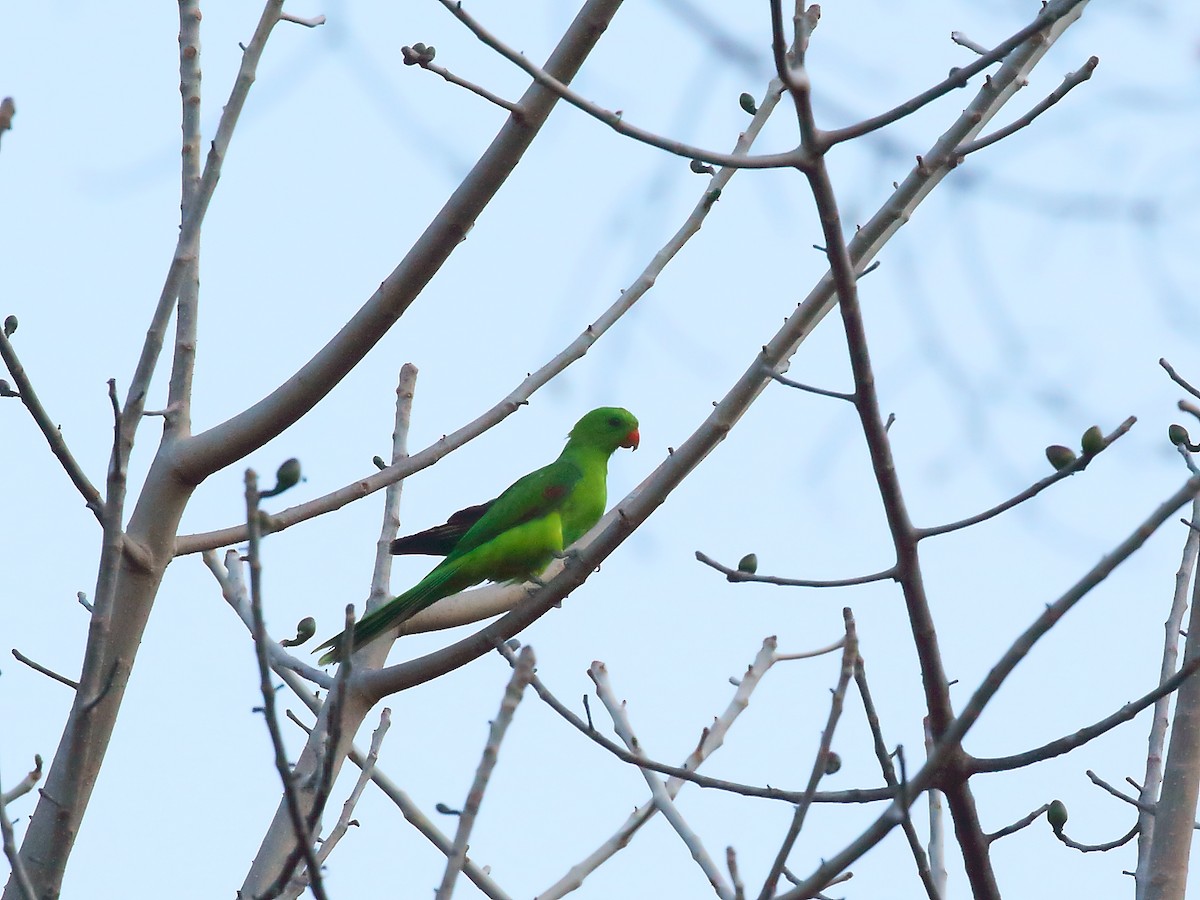 Olive-shouldered Parrot - ML619714803