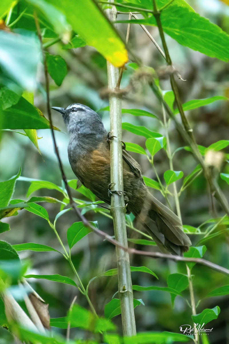 Banasura Laughingthrush - ML619714850