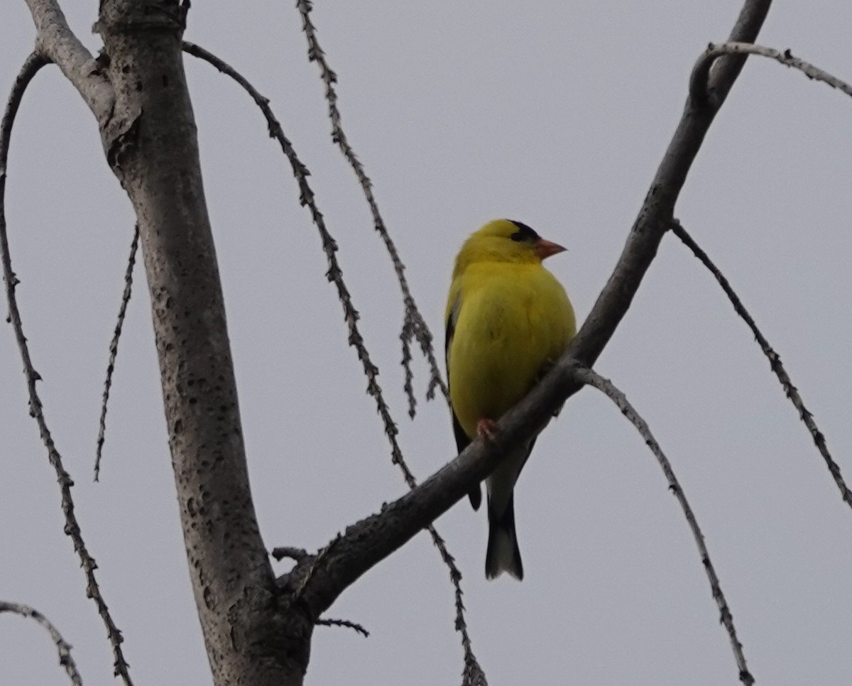 American Goldfinch - ML619714872