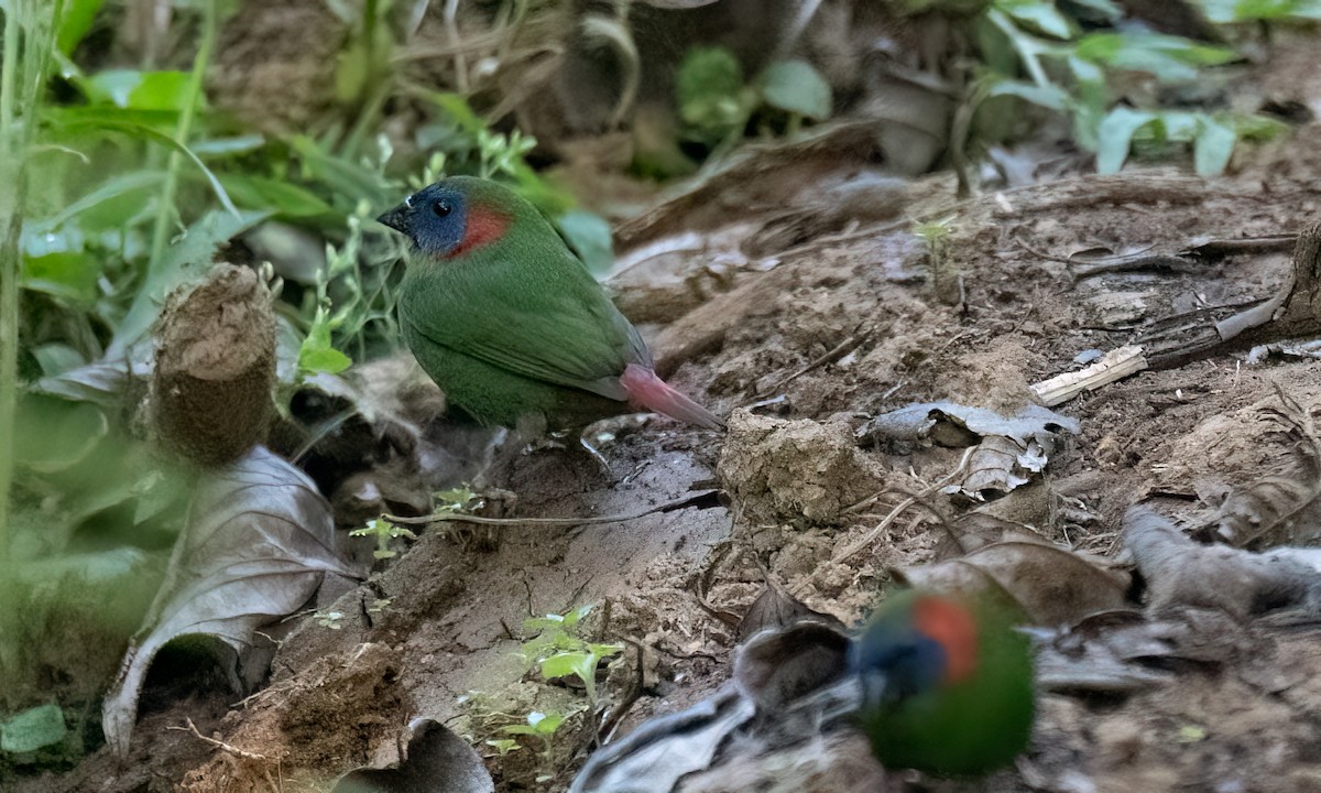 Red-eared Parrotfinch - ML619714890