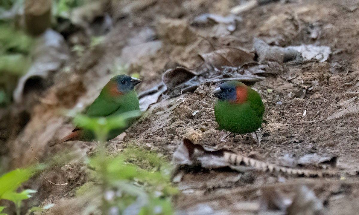 Red-eared Parrotfinch - ML619714891