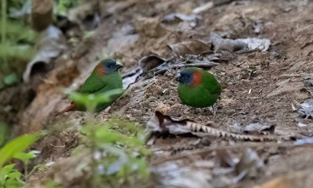 Red-eared Parrotfinch - ML619714892