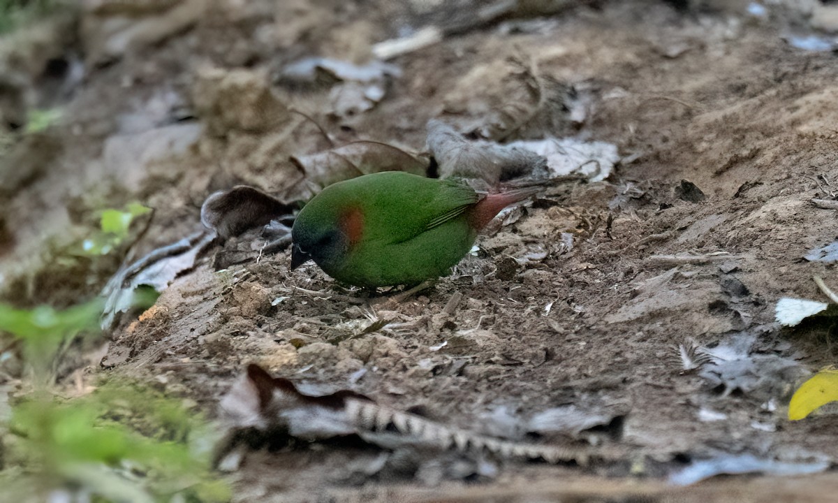 Red-eared Parrotfinch - ML619714895