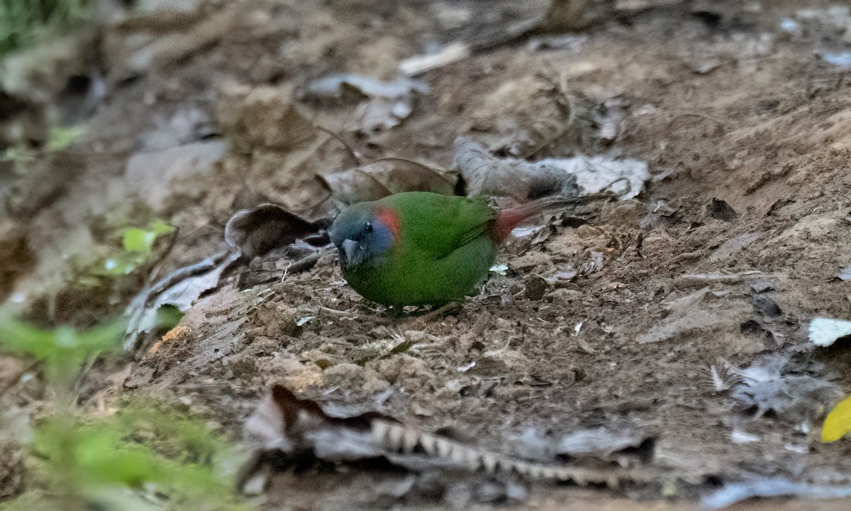 Red-eared Parrotfinch - ML619714897