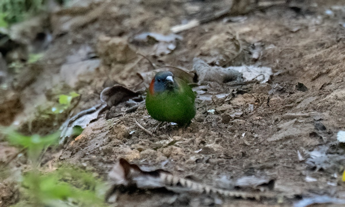 Red-eared Parrotfinch - ML619714898