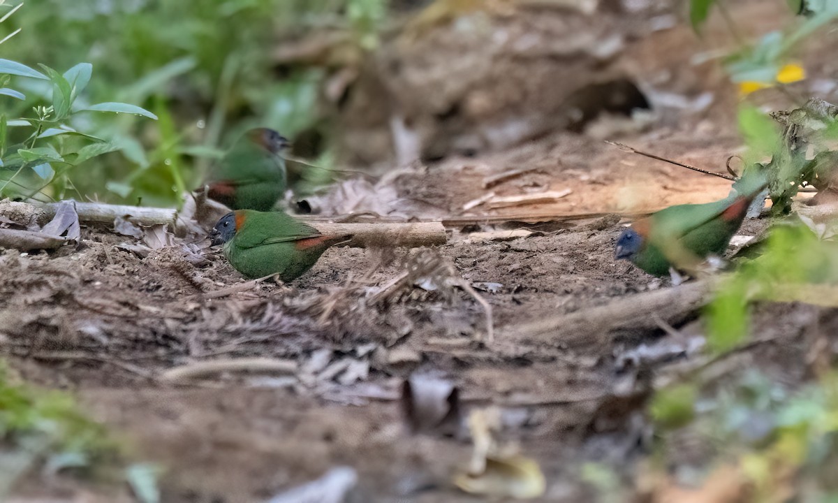 Red-eared Parrotfinch - ML619714899