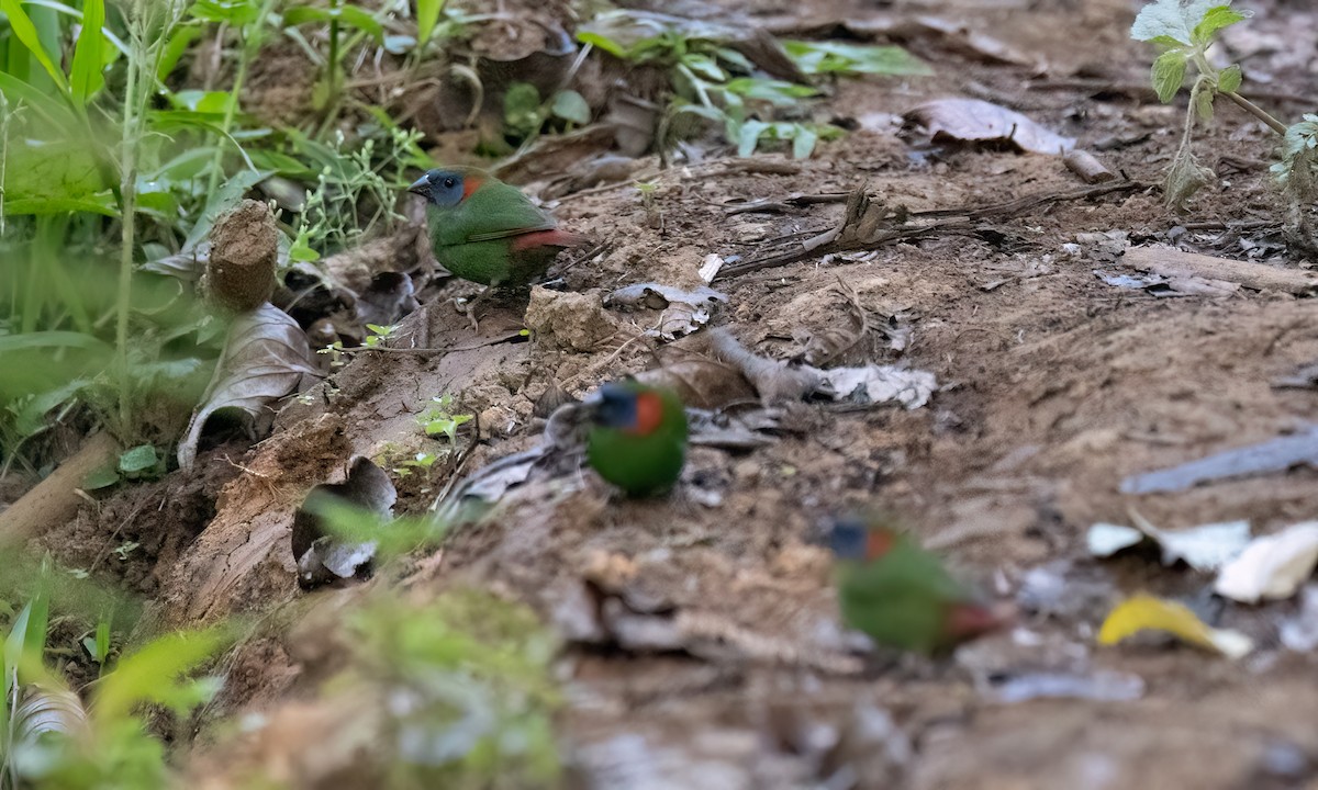 Red-eared Parrotfinch - ML619714900