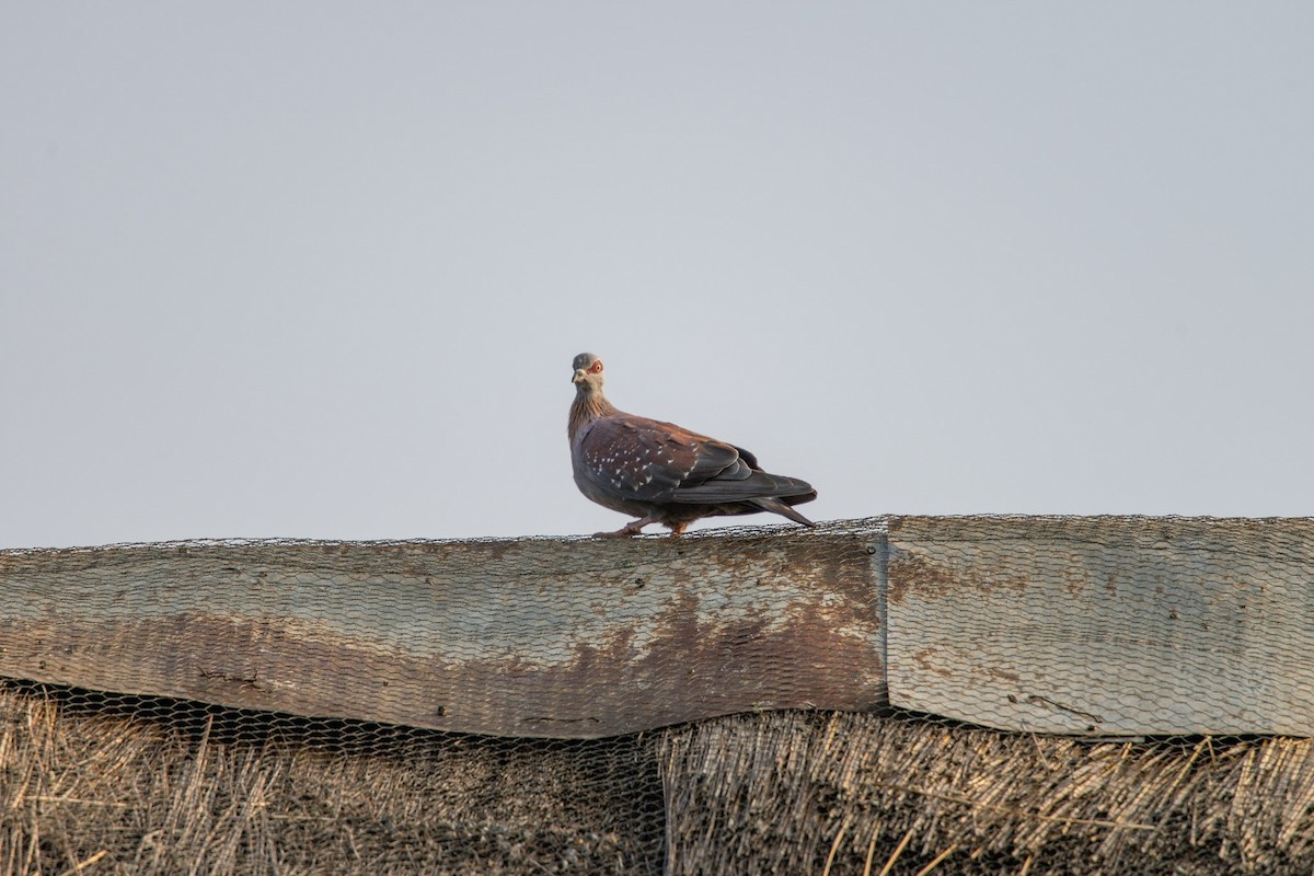 Pigeon roussard - ML619714938