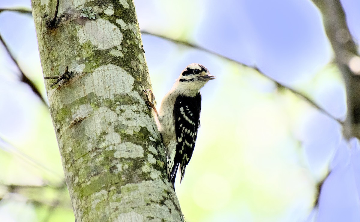 Downy Woodpecker - ML619714958