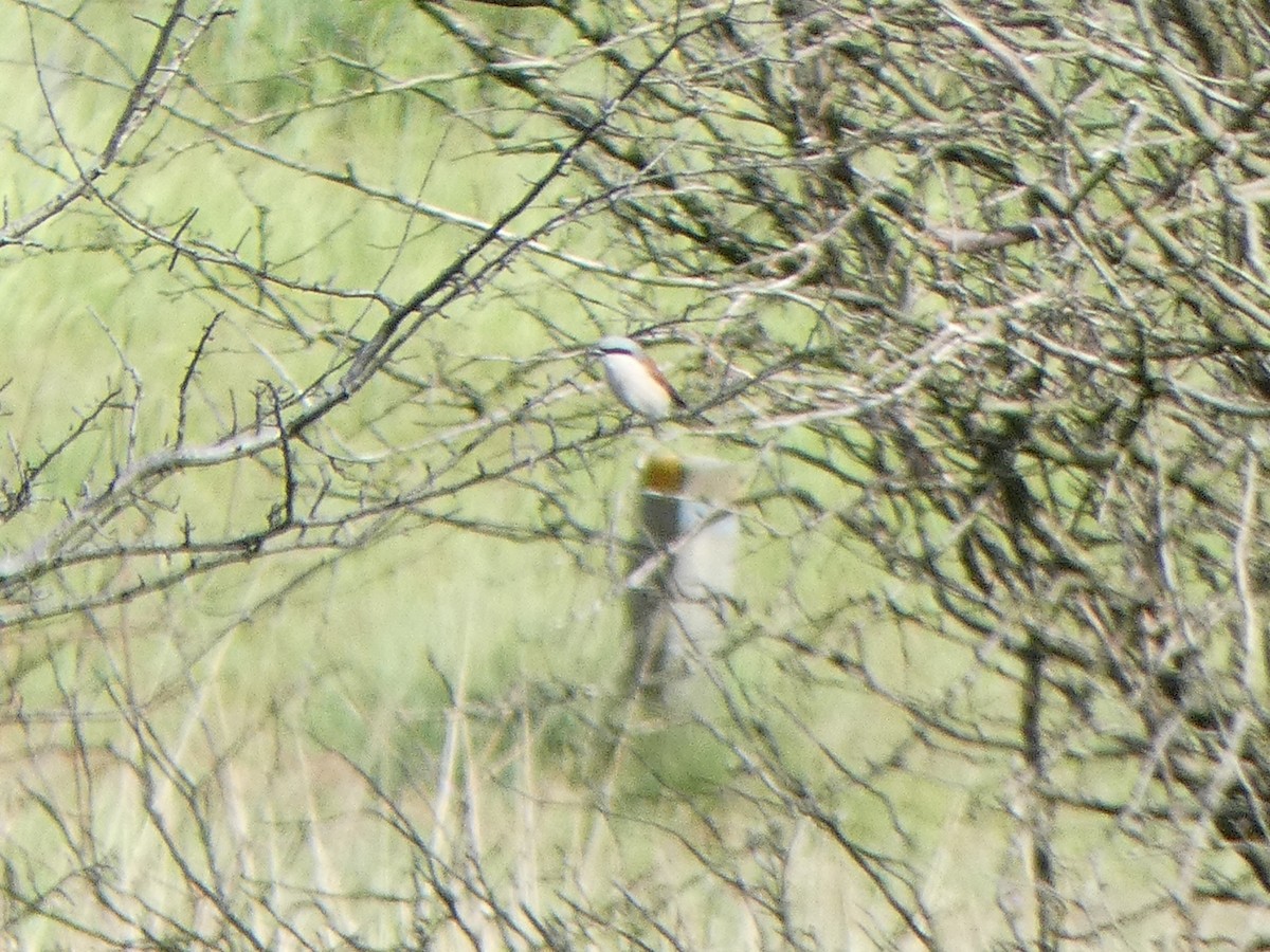 Red-backed Shrike - ML619714983