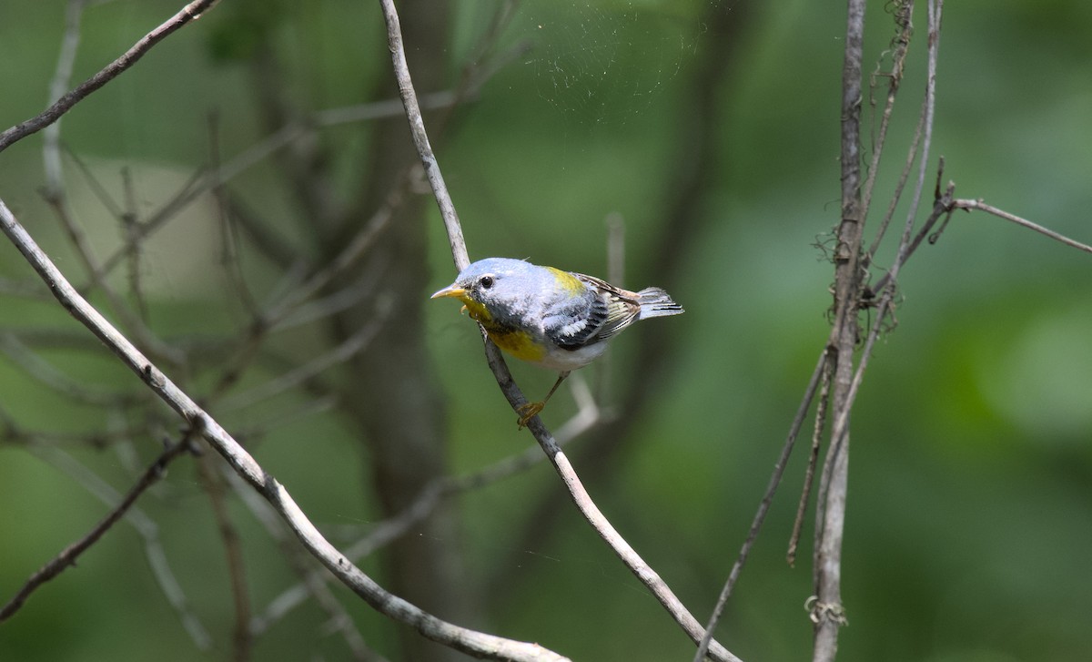 Northern Parula - ML619714989