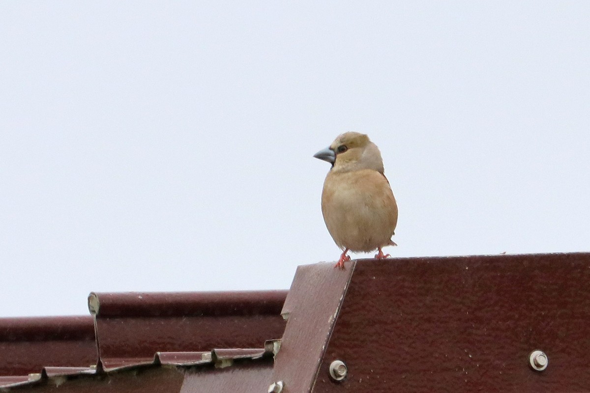 Hawfinch - ML619715010