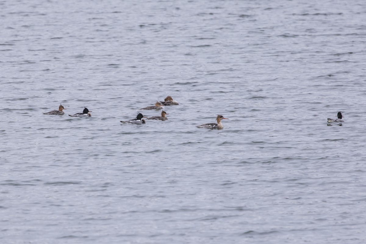 Red-breasted Merganser - ML619715016