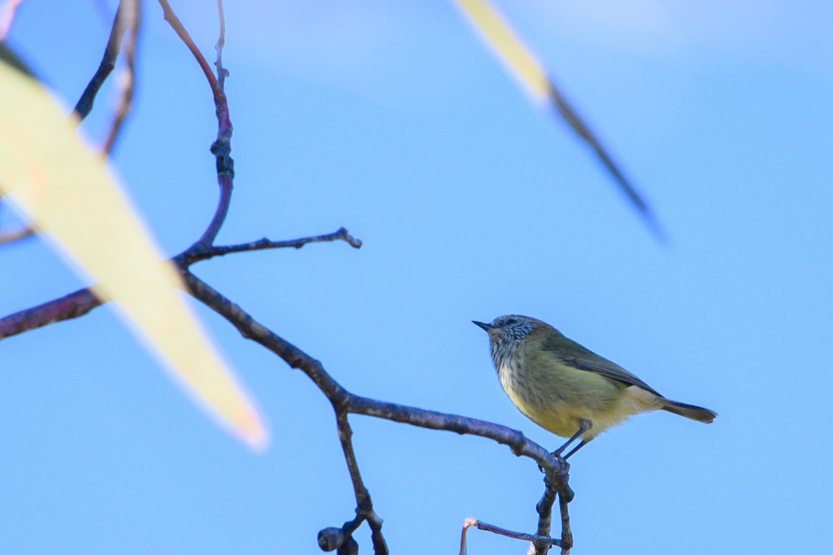 Striated Thornbill - ML619715022