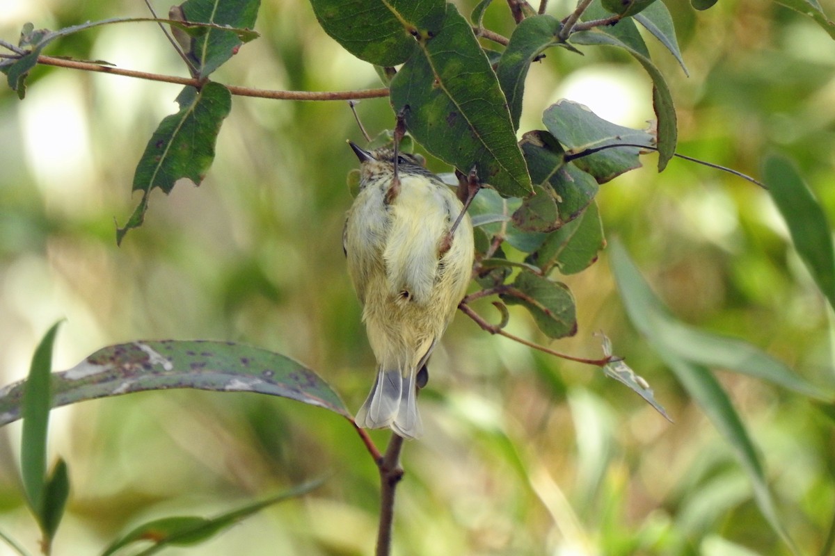 Striated Thornbill - ML619715036