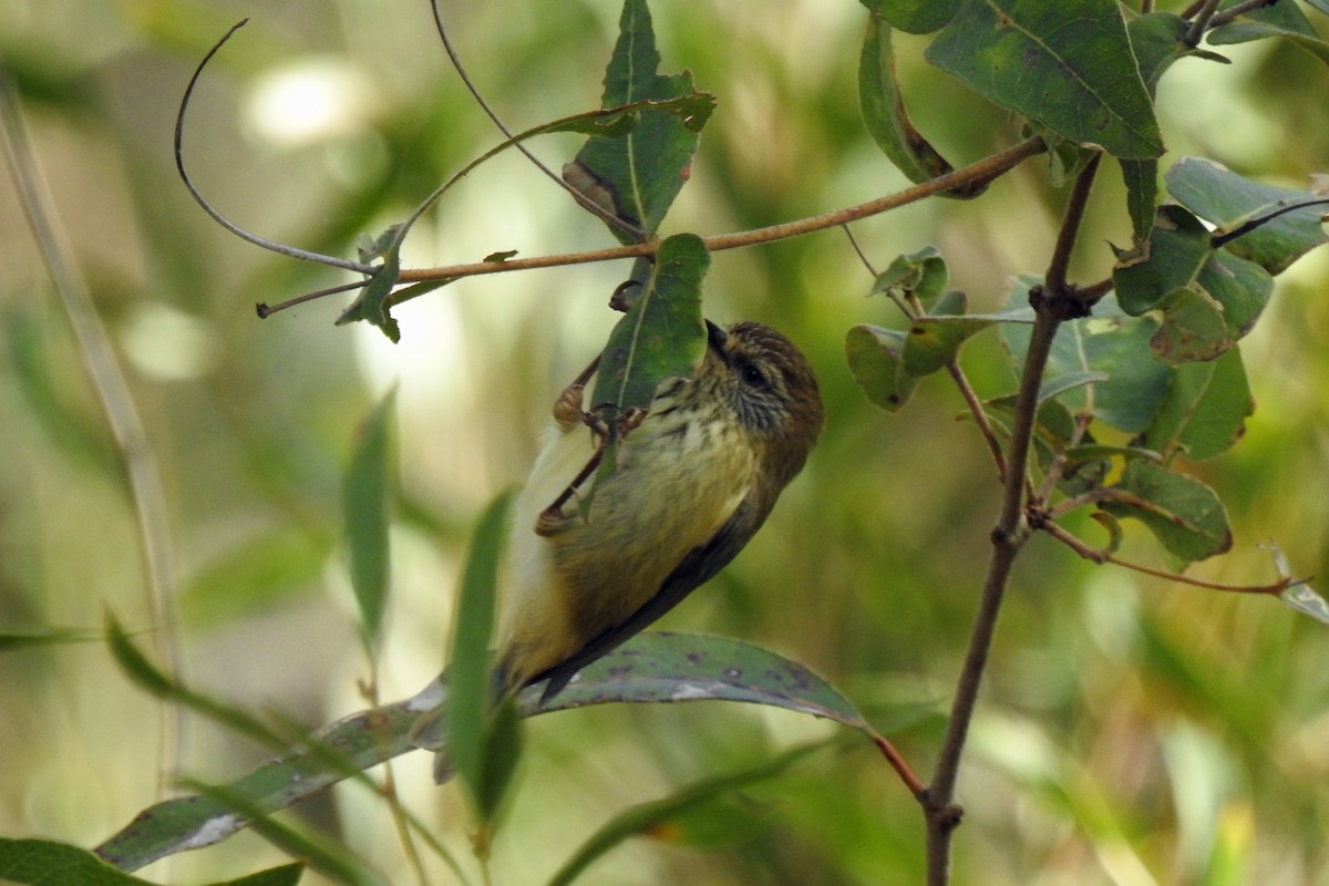 Striated Thornbill - ML619715038