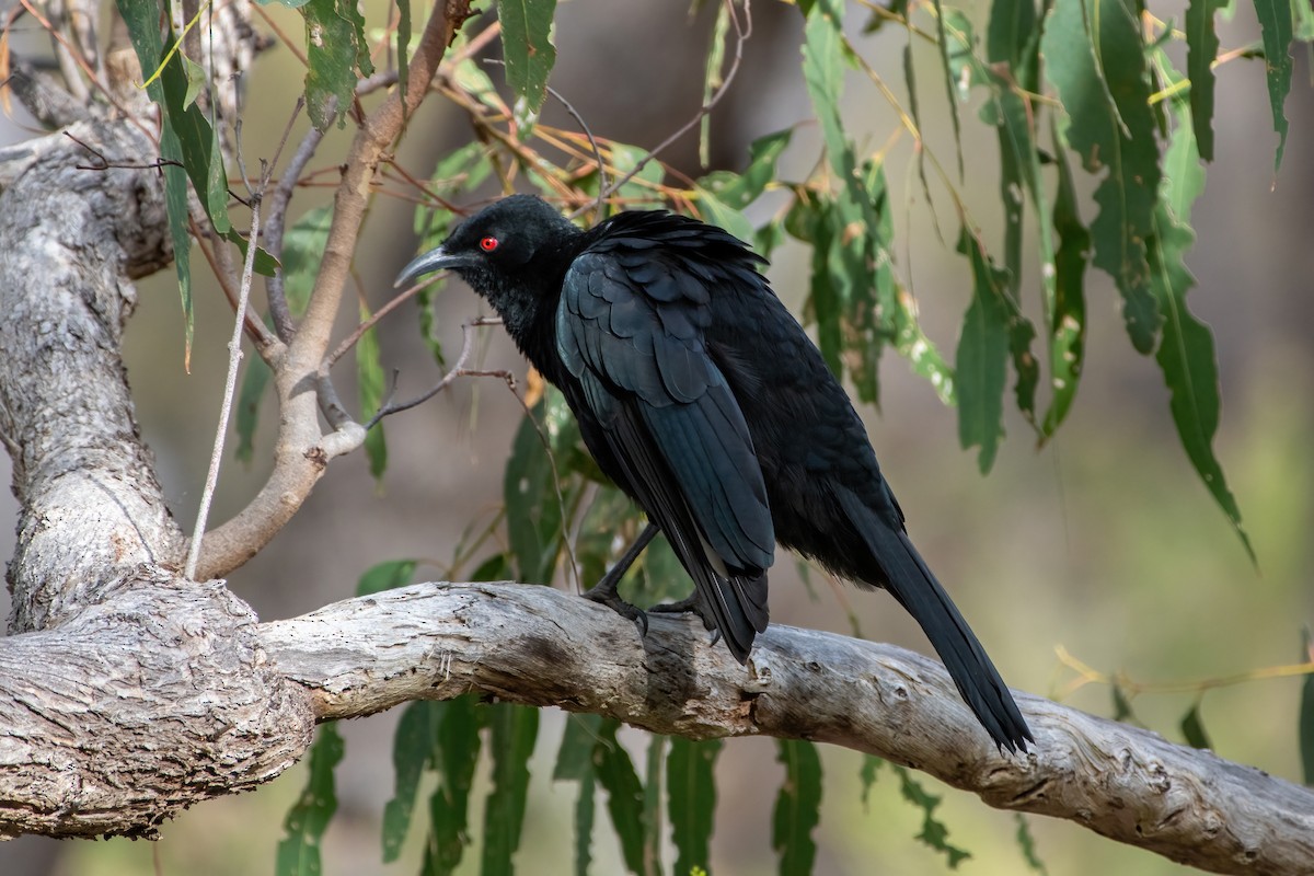 White-winged Chough - ML619715048