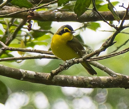 Kentucky Warbler - ML619715054