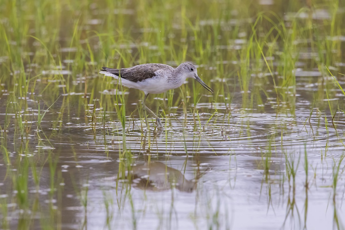 Common Greenshank - ML619715076