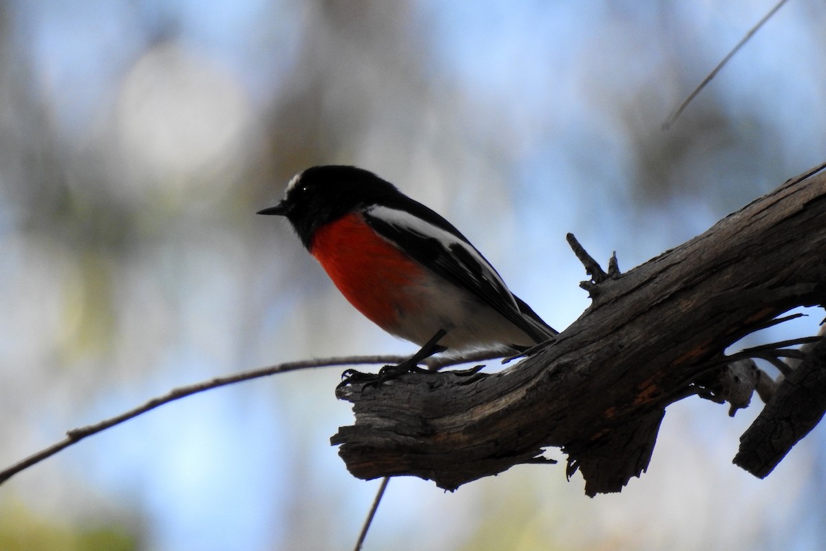 Scarlet Robin - ML619715081