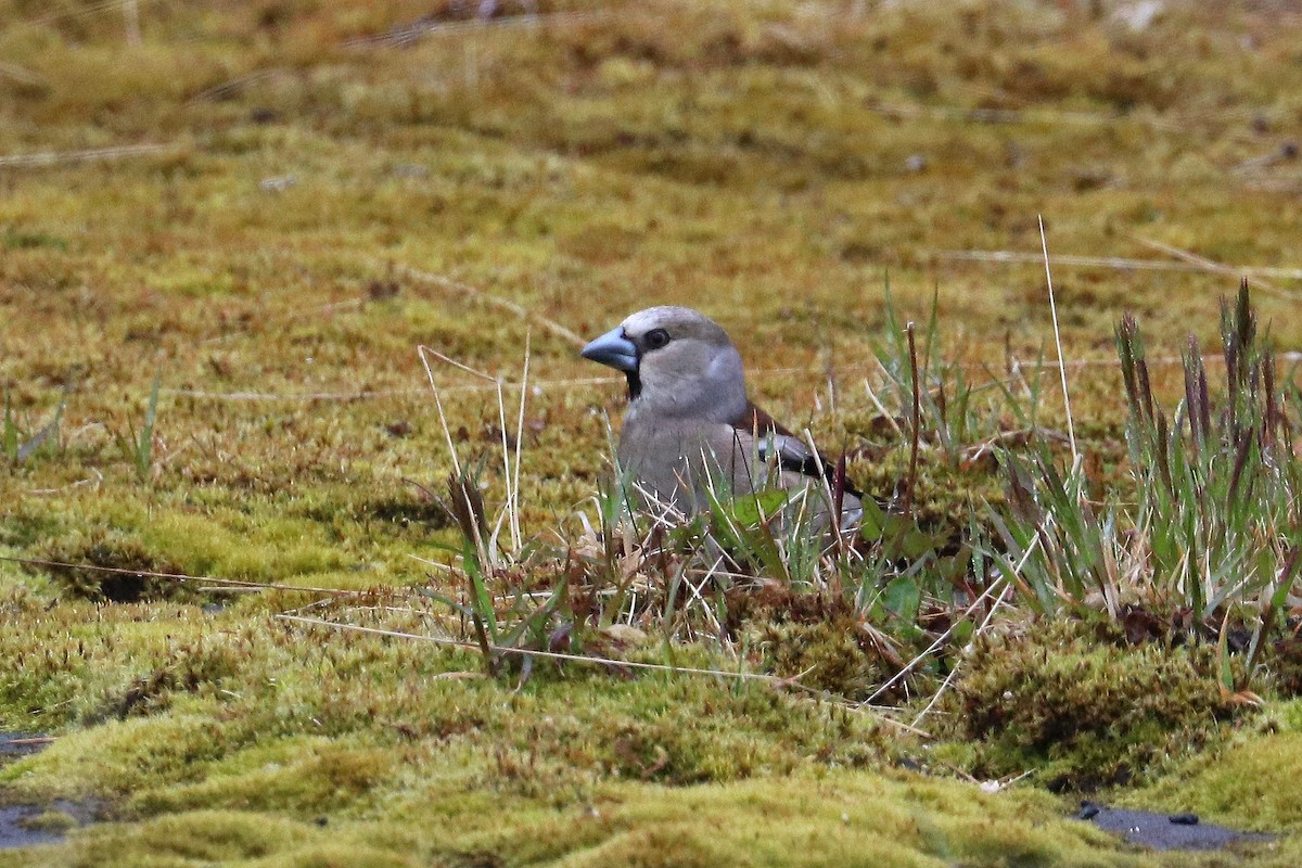 Hawfinch - ML619715109