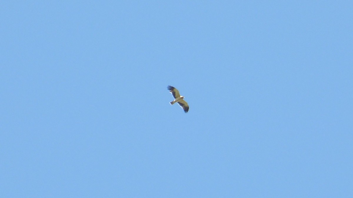 Booted Eagle - ML619715113