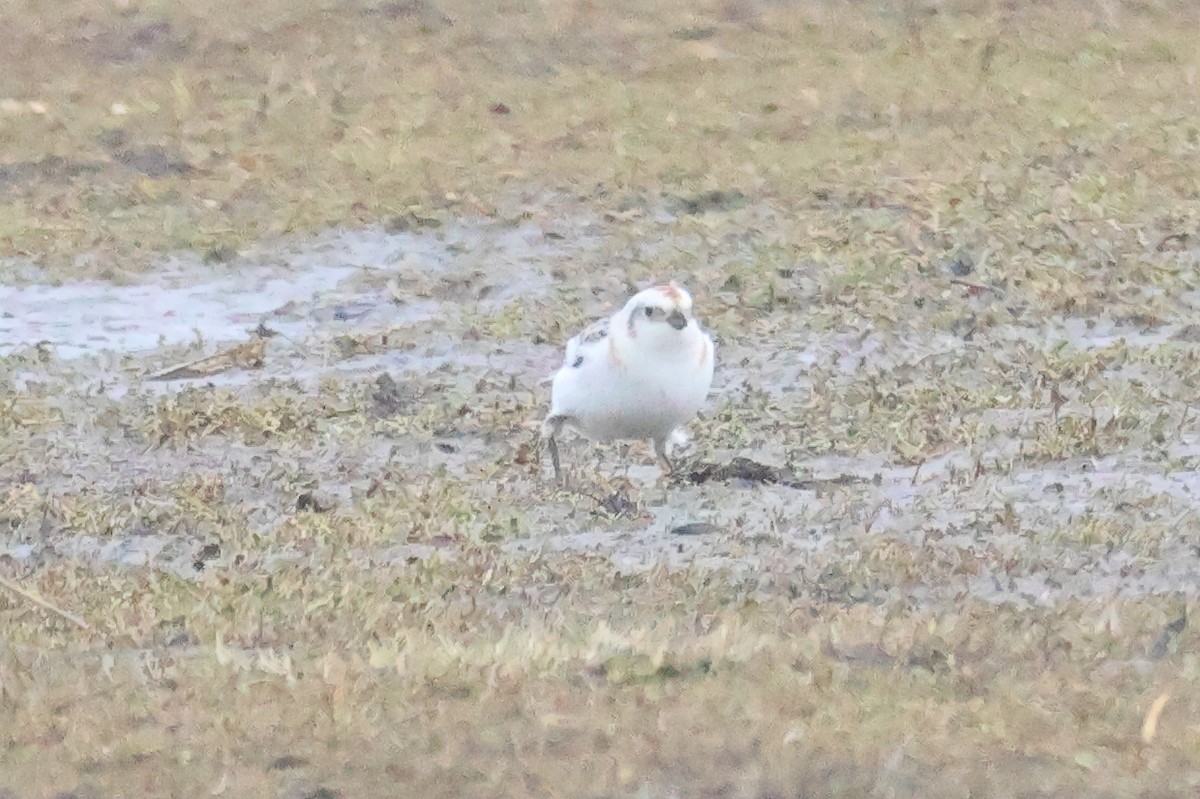 Snow/McKay's Bunting - ML619715119