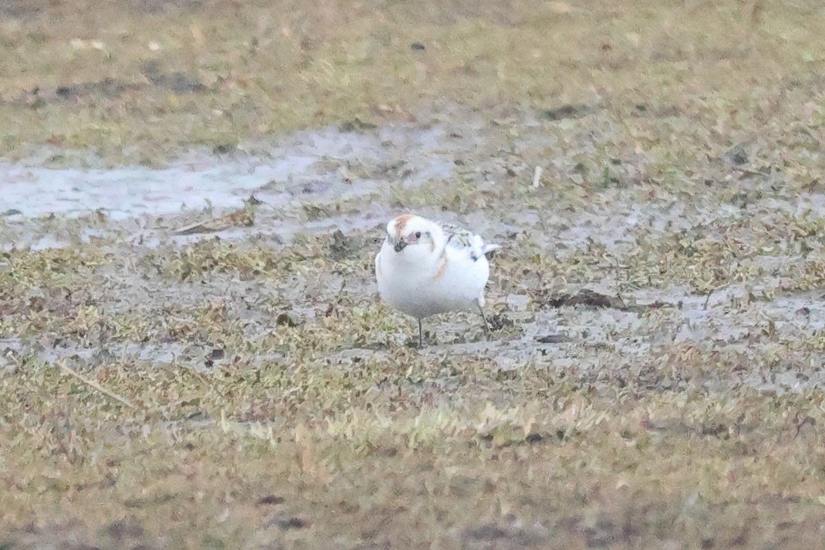 Snow/McKay's Bunting - ML619715120